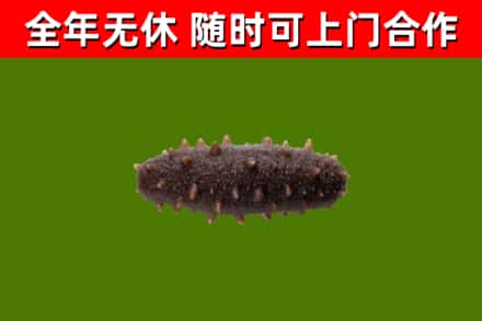 永胜回收海参干